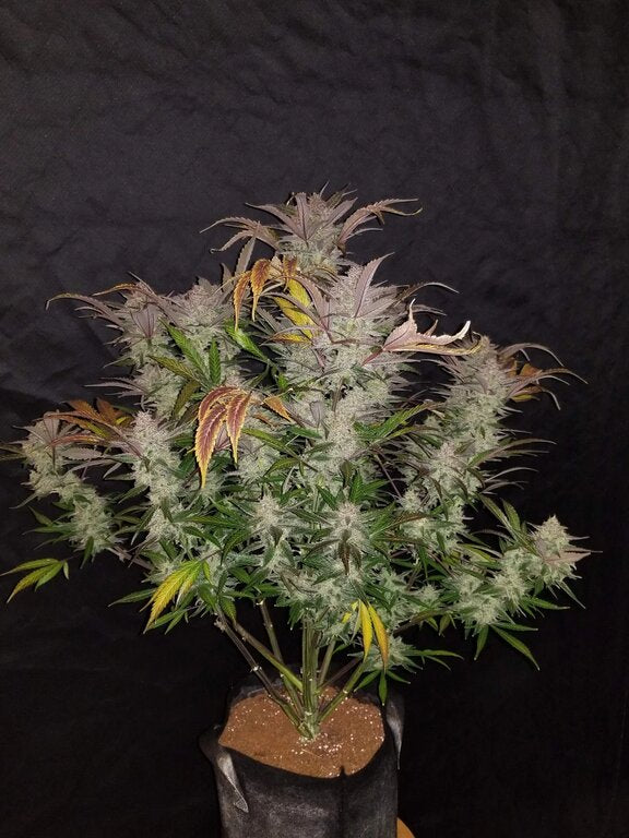 Cream Cookies - 3 Samen (Automatik)