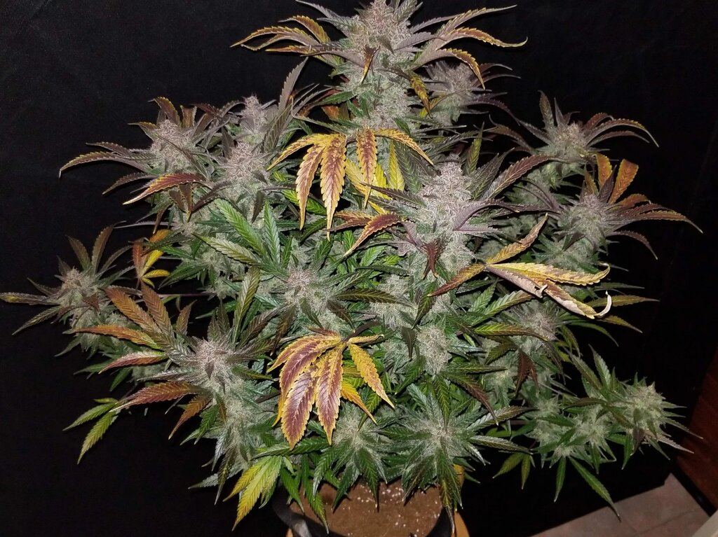 Cream Cookies - 3 Samen (Automatik)
