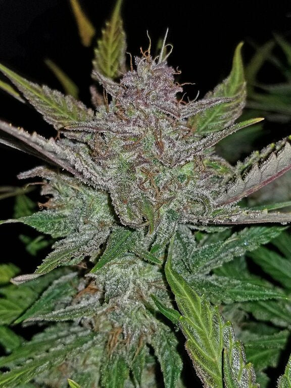 Cream Cookies - 3 Samen (Automatik)