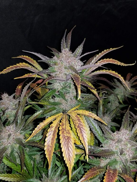 Cream Cookies - 3 Samen (Automatik)