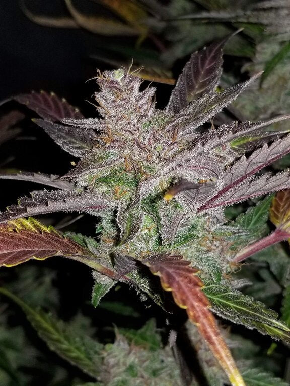 Cream Cookies - 3 Samen (Automatik)