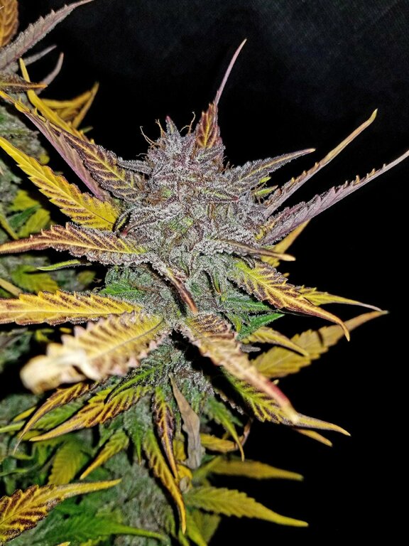 Cream Cookies - 3 Samen (Automatik)