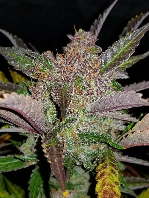 Cream Cookies - 3 Samen (Automatik)