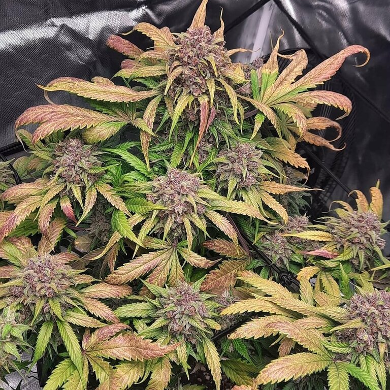 Cream Cookies - 3 Samen (Automatik)