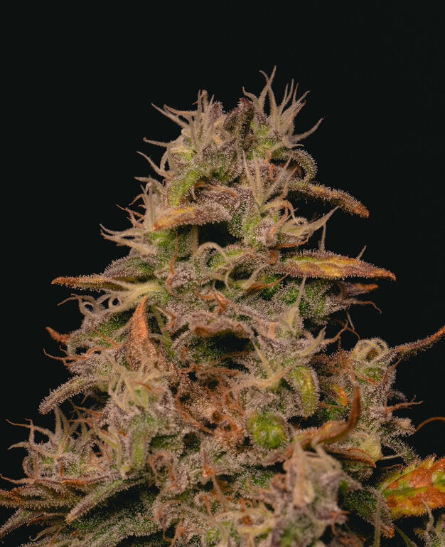 Forbidden Fruit - 3 Samen (fem.)