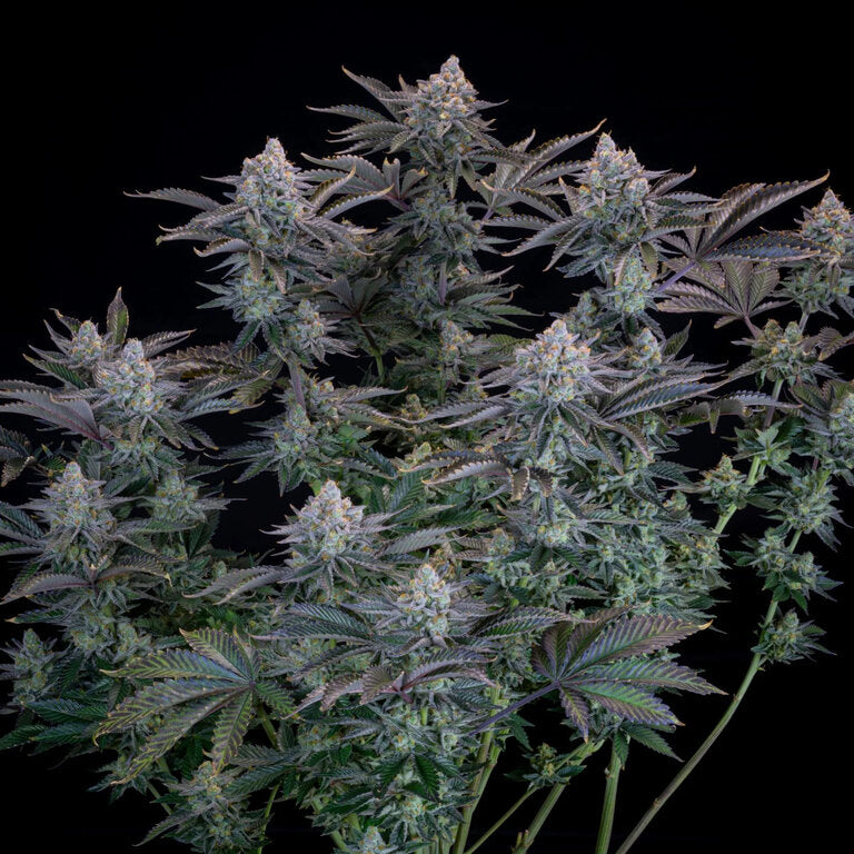 Gorilla Cookies - 3 Samen (Fast Flowering)