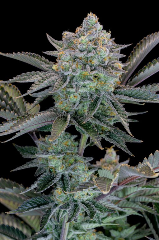 Gorilla Cookies - 3 Samen (Fast Flowering)