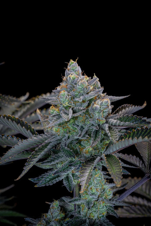 Gorilla Cookies - 3 Samen (Fast Flowering)