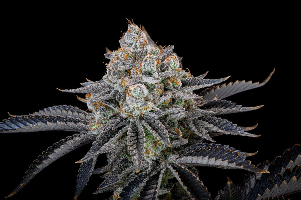 Gorilla Cookies - 3 Samen (Fast Flowering)