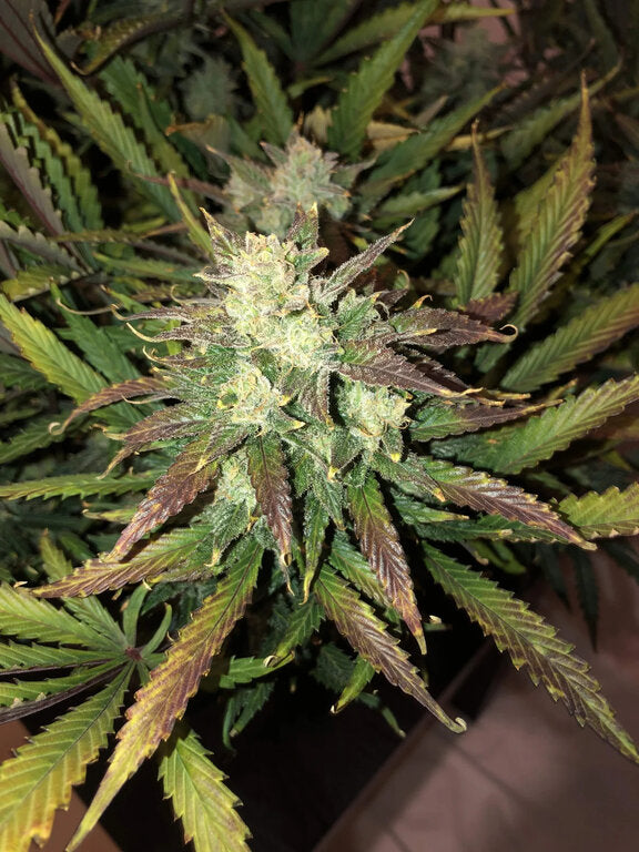 Gorilla Glue - 3 Samen (Automatik)