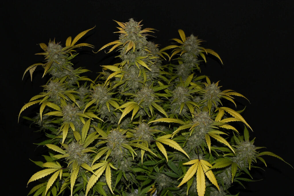 Gelato - 3 Samen (Automatik)