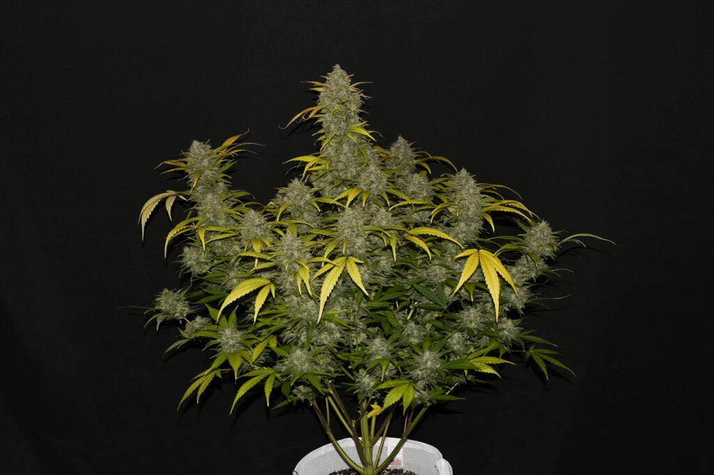 Gelato - 3 Samen (Automatik)