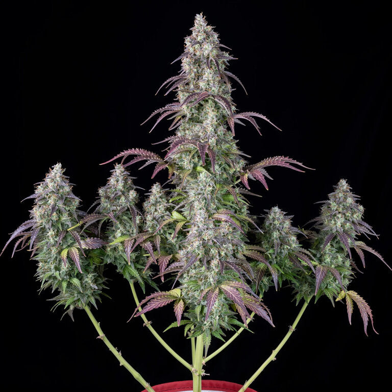 Lemon Pie - 3 Samen (Automatik)