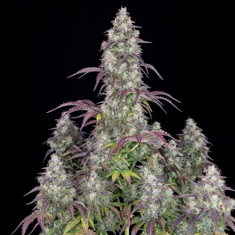 Lemon Pie - 3 Samen (Automatik)