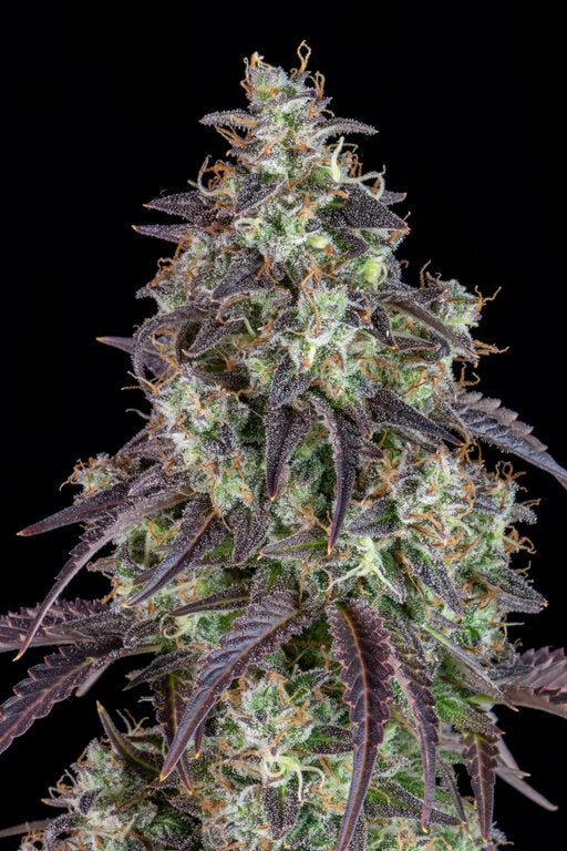 Lemon Pie - 3 Samen (Automatik)