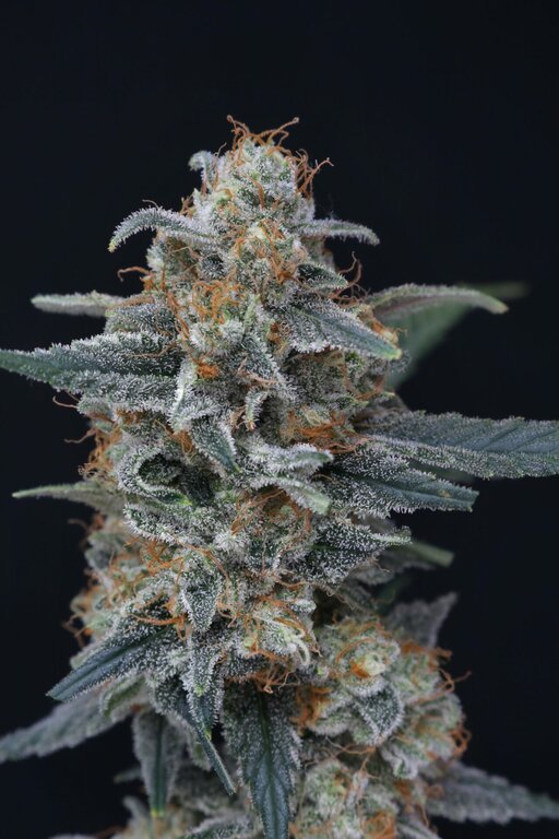 Kush Mints x Cream Cake - 3 Samen (fem.)
