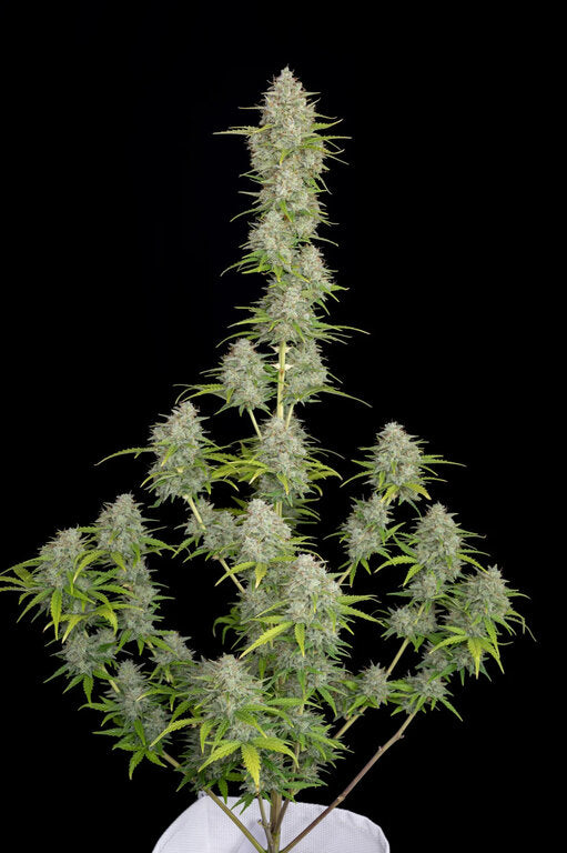 Sherbet - 3 Samen (fem.)