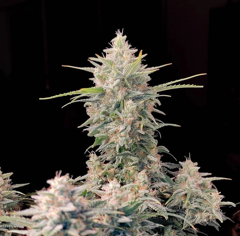 Skunk - 3 Samen (Automatik)