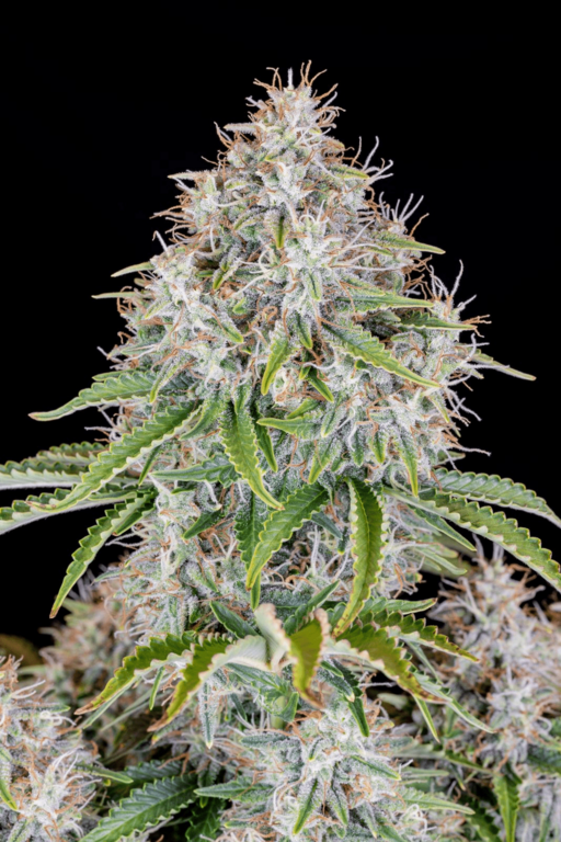 Somango - 3 Samen (Automatik)
