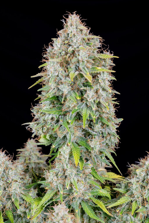 Somango - 3 Samen (Automatik)