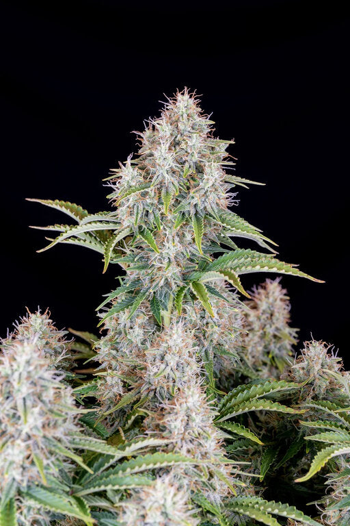 Somango - 3 Samen (Automatik)