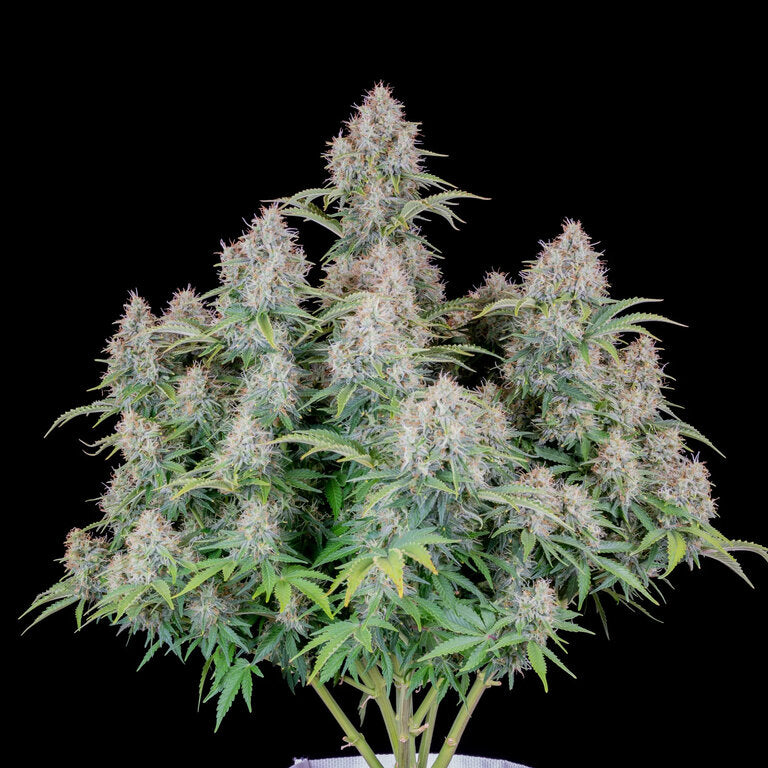 Somango - 3 Samen (Automatik)