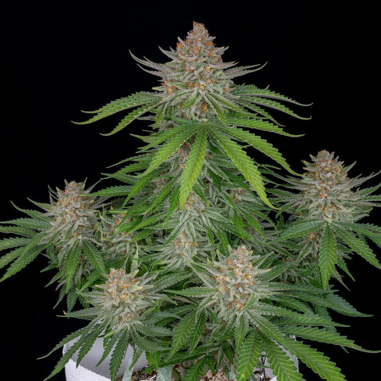 Strawberry Pie - 3 Samen (Automatik)