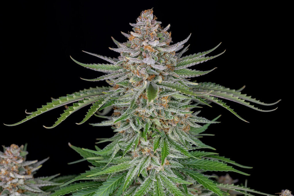Strawberry Pie - 3 Samen (Automatik)
