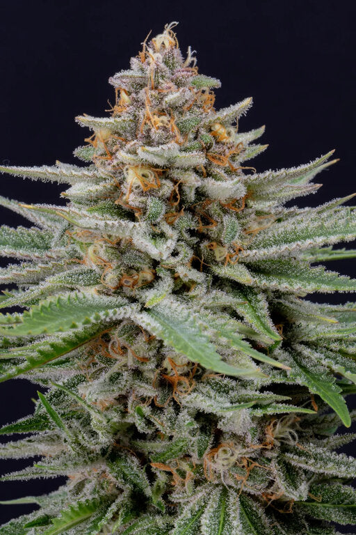 Strawberry Pie - 3 Samen (Automatik)