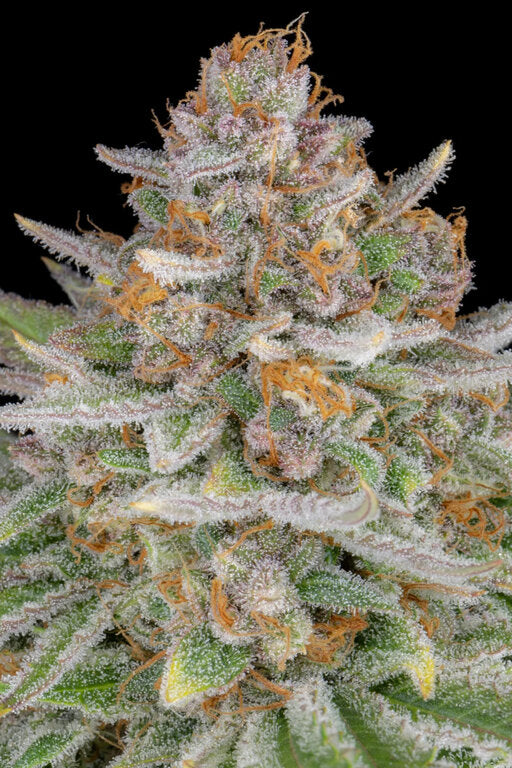 Strawberry Pie - 3 Samen (Automatik)