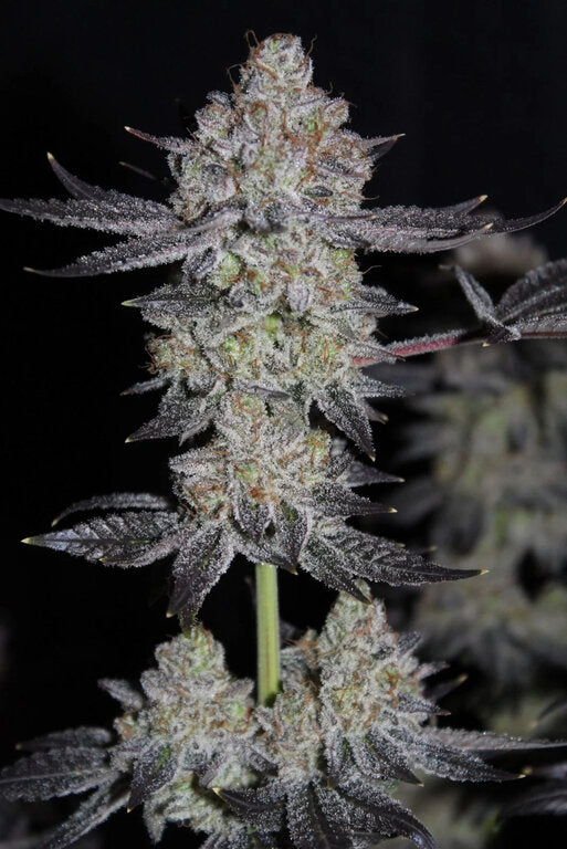 Tropicana Cookies - 3 Samen (Fast Flowering)
