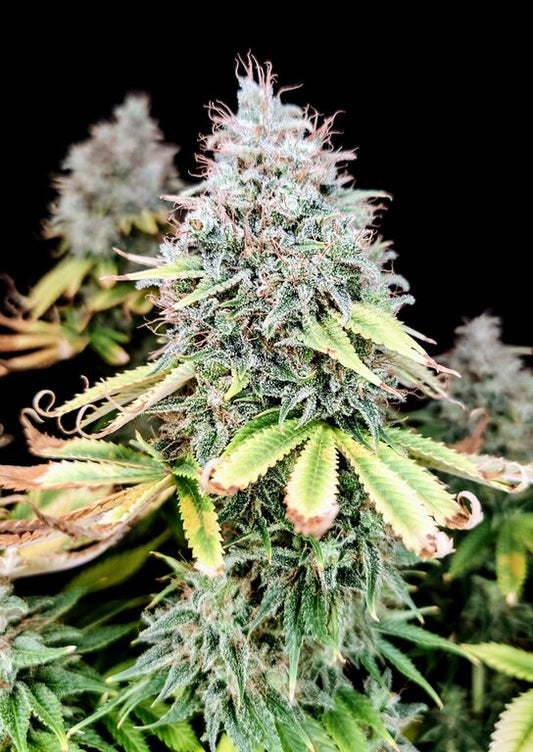 Apple Banana - 3 Samen (fem.)