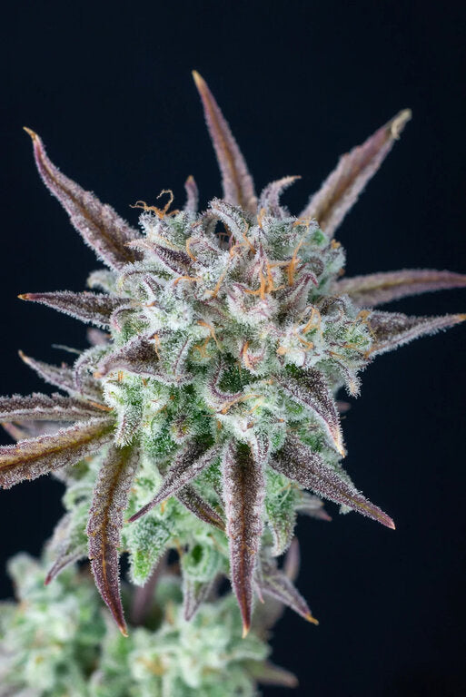 Banana Split - 3 Samen (fem.)