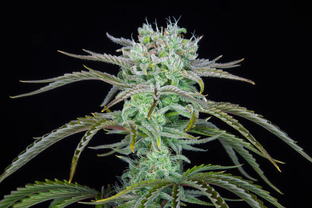 Banana Split - 3 Samen (fem.)