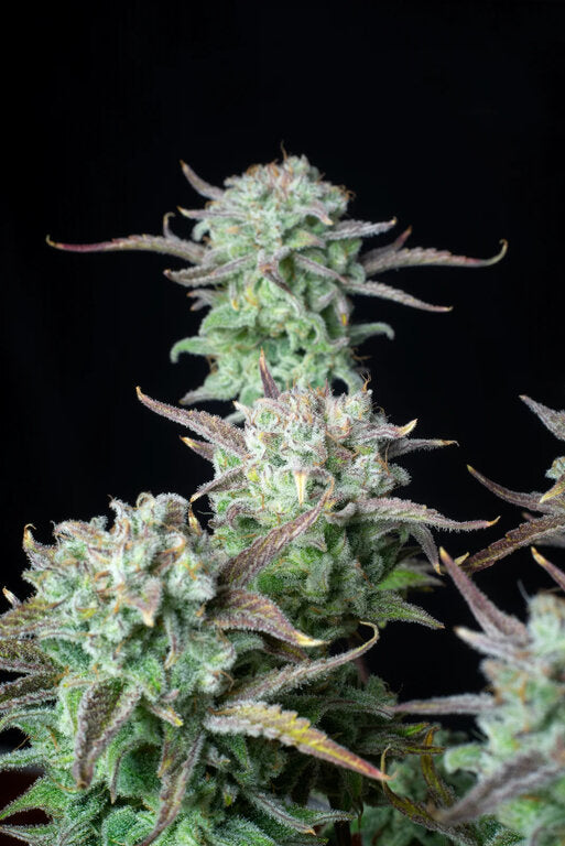 Banana Split - 3 Samen (fem.)