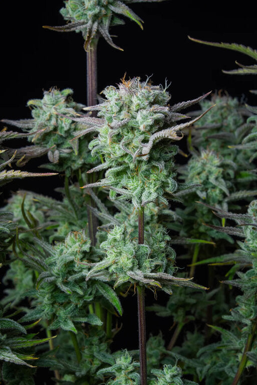 Banana Split - 3 Samen (fem.)
