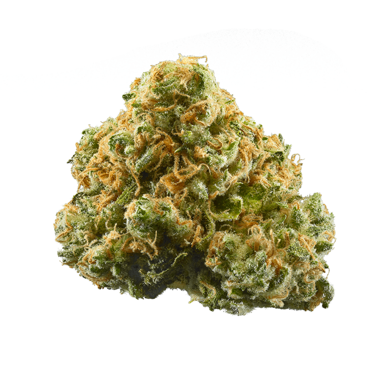 Black Maple - 3 Samen (fem.)