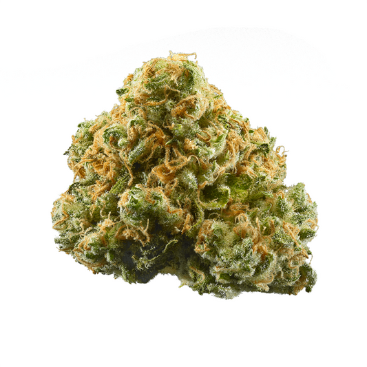 Black Maple - 3 Samen (fem.)