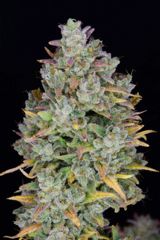 Gelato - 3 Samen (Automatik)