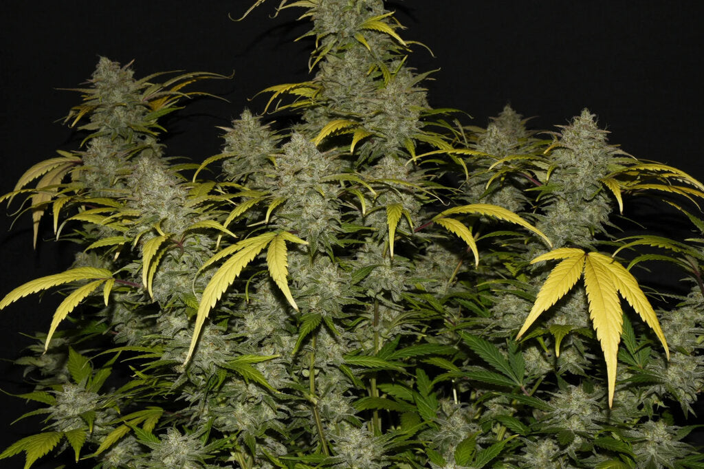 Gelato - 3 Samen (Automatik)