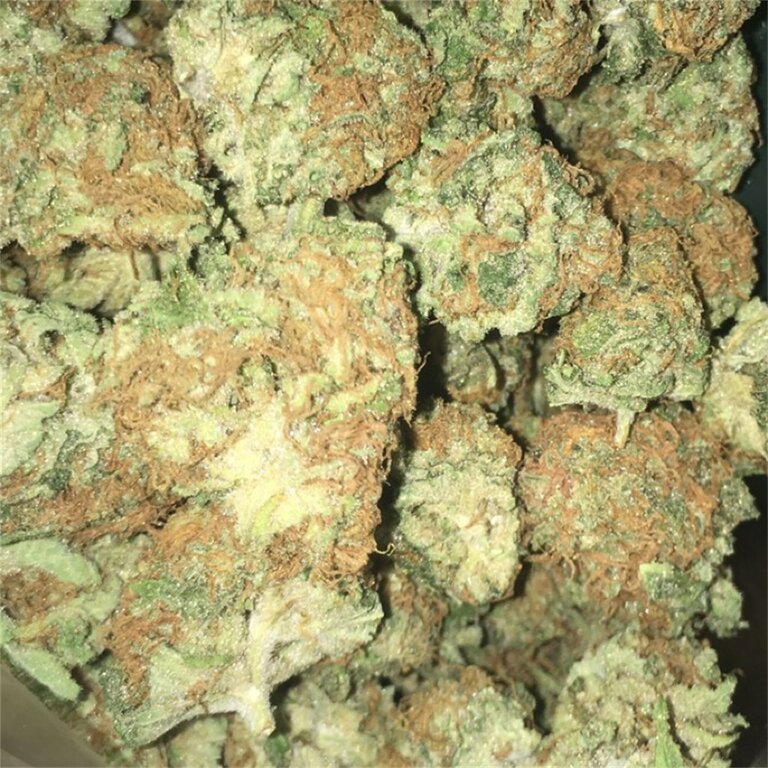 Kimbo Kush - 3 Samen (fem.)