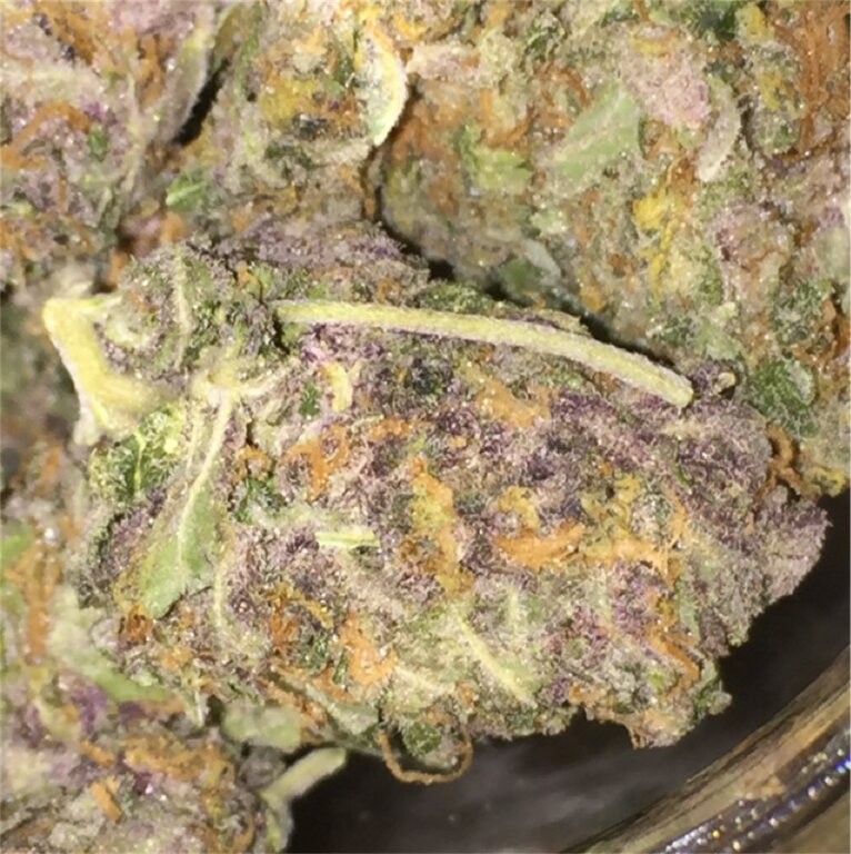 Kimbo Kush - 3 Samen (fem.)