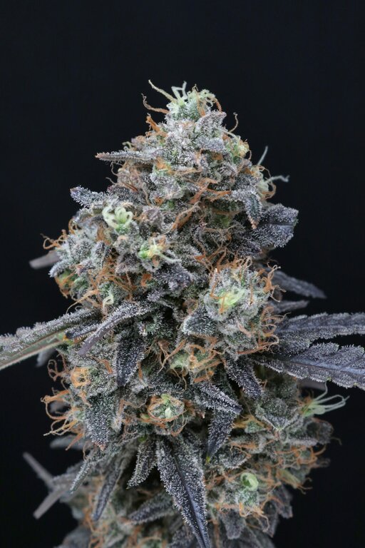 Kush Mints x Cream Cake - 3 Samen (fem.)