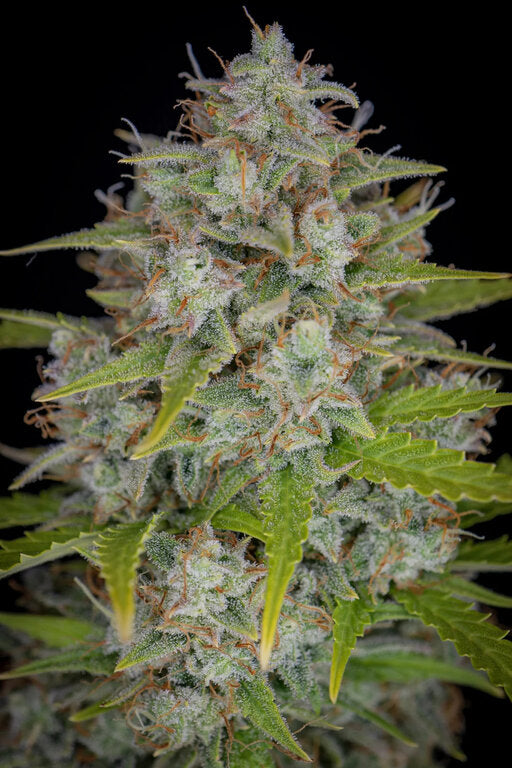 Sherbet - 3 Samen (fem.)