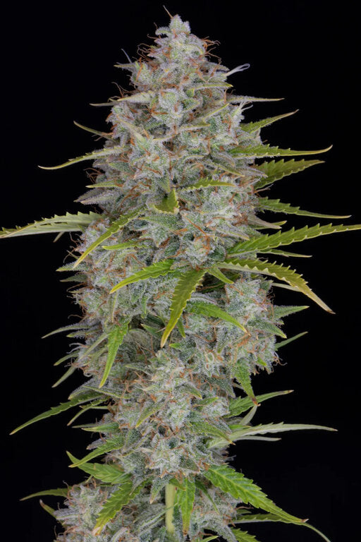 Sherbet - 3 Samen (fem.)