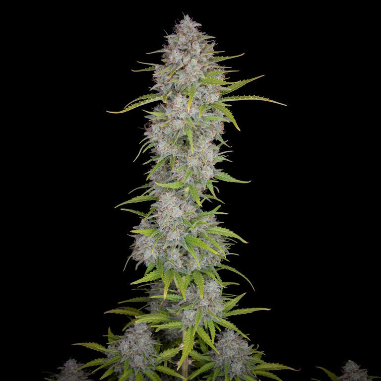 Sherbet - 3 Samen (fem.)