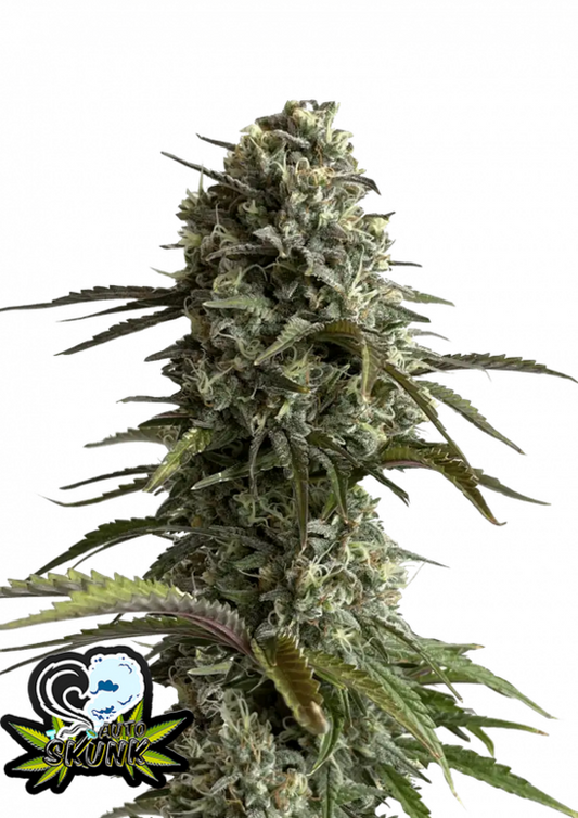 Skunk - 3 Samen (Automatik)