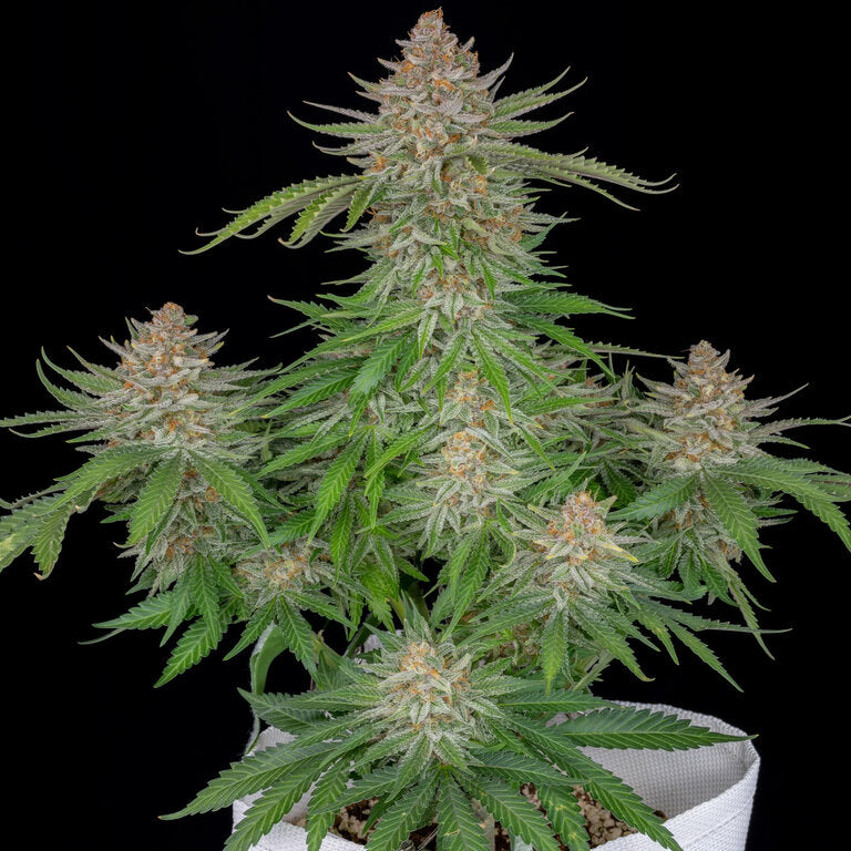 Strawberry Pie - 3 Samen (Automatik)