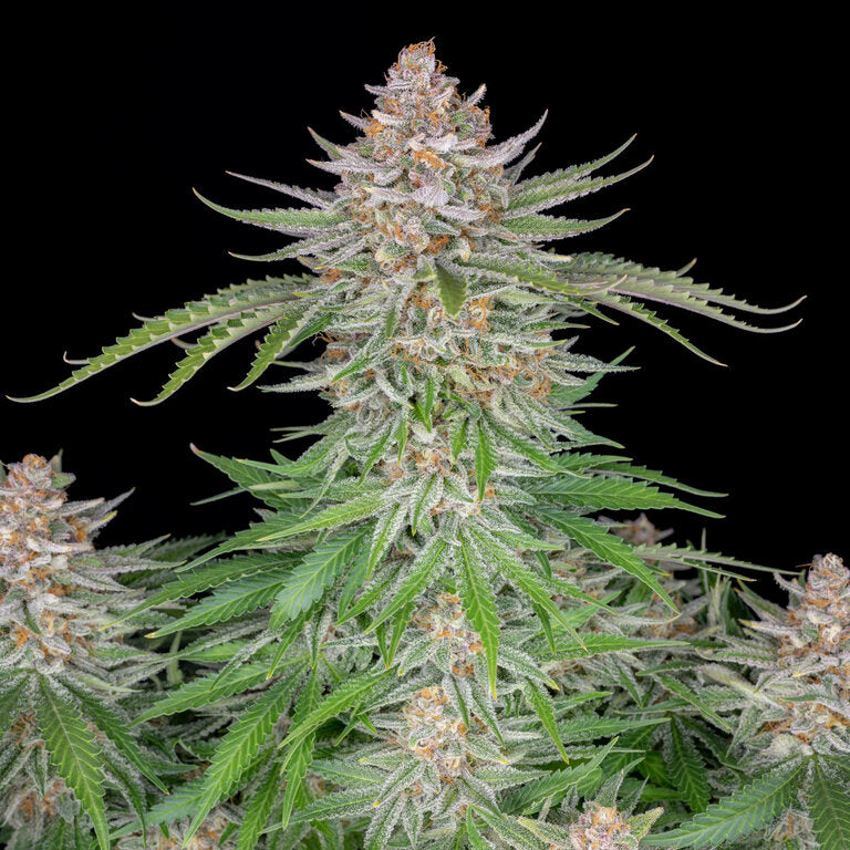 Strawberry Pie - 3 Samen (Automatik)