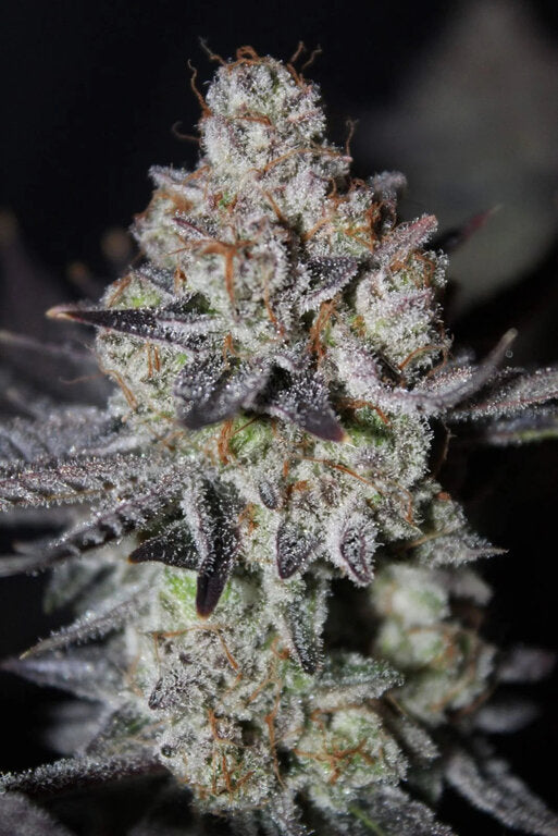 Tropicana Cookies - 3 Samen (Fast Flowering)